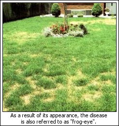necrotic ring spot on lawn